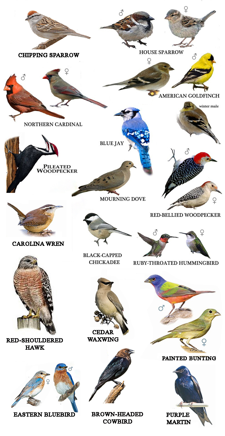 Central Texas Birds